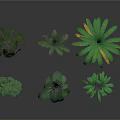 Various Indoor Plants With Different Green Leafy Species For Home Decoration