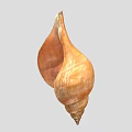 Textured Conch Shell Decorative Ornament Set for Home Living Room Decoration