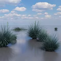 Green Grass Growing in Water Area Under Blue Sky and White Clouds