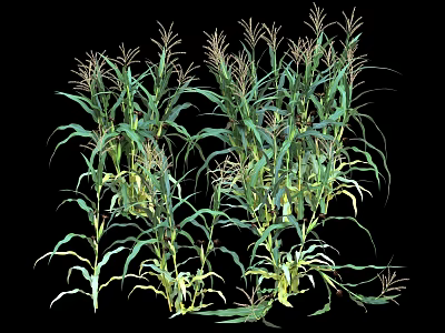 Vibrant Healthy Corn Plants Showing Lush Green Leaves And Developing Tassels In Growth Phase 3d model