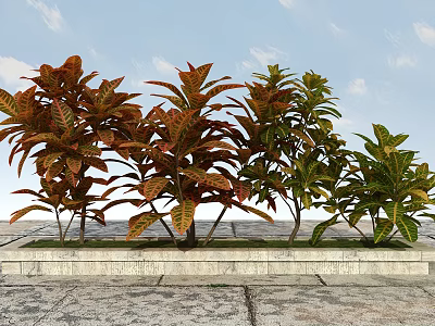 Vibrant Croton Plants In Stone Planter With Red Green Leaves Against Blue Sky White Clouds 3d model