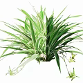 Green Leafy Plant With Long Leaves Small White Flowers And Young Shoots