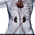 Detailed Chest Organs Anatomical Structure With Heart Ribs And Blood Vessels