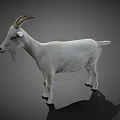 White Goat Standing with Curved Horns in Full Body View on Gray Background