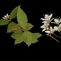 White Flowering Plant With Small Blooms And Green Leaves On Branches