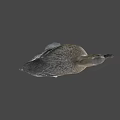 Fresh Duck Meat For Delicious Savory Cooking And Tender Recipe Preparation