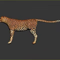 Realistic Standing Leopard With Spotted Fur On Dark Background And Reflection 3d model