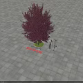 Purple Leaf Chokecherry Tree With Dark Purple Foliage 3 Meters Height On Gray Tile Ground