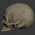 Realistic Human Skull 3D Rendering with Anatomical Features Related to Hair Growth
