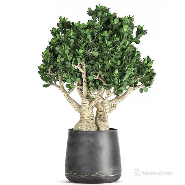 Decorative Ornament Set Including Green Plant With Lush Leaves White Wrapped Trunks In Black Pot 3d model 
