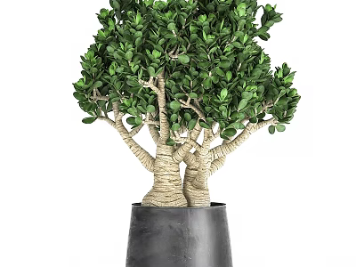 Decorative Ornament Set Including Green Plant With Lush Leaves White Wrapped Trunks In Black Pot 3d model