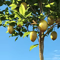 Fruit Bearing Tree With Green Leaves And Ripe Fruits Against Blue Sky