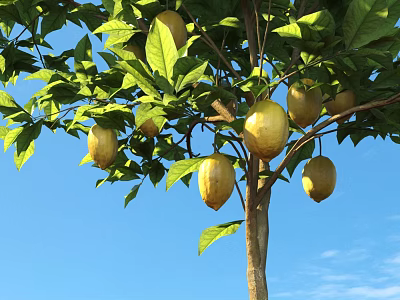 Fruit Bearing Tree With Green Leaves And Ripe Fruits Against Blue Sky 3d model