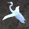 Great Egret Standing With White Plumage Long Legs And Yellow Beak In Grassland Area