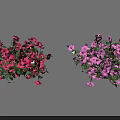 Lush Flowering Plants With Red And Pink Blooms In Outdoor Garden Scene