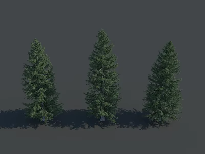 Three Tall Green Pine Trees Standing Together With Natural Shadows 3d model