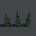 Three Tall Green Pine Trees Standing Together With Natural Shadows