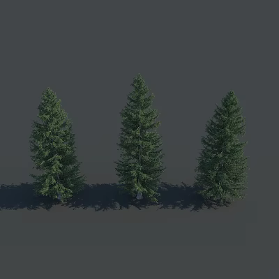 Three Tall Green Pine Trees Standing Together With Natural Shadows 3d model