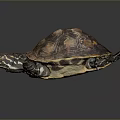 Turtle with patterned brown and orange shell resting on dark smooth surface with reflection
