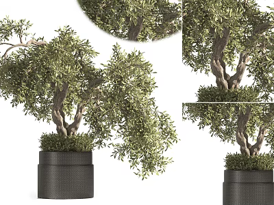 Olive Bonsai Potted Plant With Lush Green Leaves Elegant Branches And Black Ceramic Pot 3d model