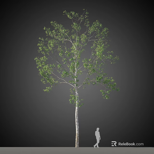 Tall Deciduous Tree With White Trunk And Green Leaves Featuring Human Figure For Size Comparison 3d model 