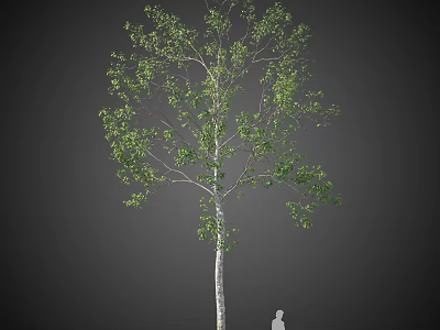 Tall Deciduous Tree With White Trunk And Green Leaves Featuring Human Figure For Size Comparison 3d model