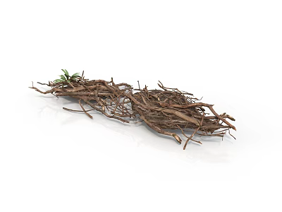 Arbor Tree Roots With Natural Dried Texture And Small Green Shoots 3d model