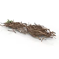 Arbor Tree Roots With Natural Dried Texture And Small Green Shoots