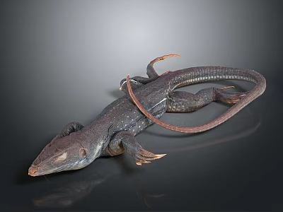 Dark Colored Lizard with Long Tail and Extended Limbs On Smooth Black Surface with Reflection 3d model