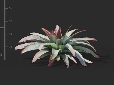 Vibrant Succulent Plant With Radial Green And Pink Leaves Showcasing Lush Foliage And Natural Beauty 3d model