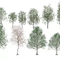Diverse Arbor Varieties Showcasing Different Crown Shapes Heights And Leaf Traits 3d model