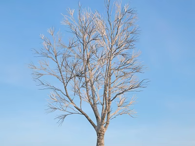 Tall Leafless Tree With Bare Branches Against Clear Blue Sky 3d model