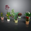 Various Potted Green Plants With Different Leaf Colors And Flower Pots
