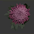 Beautiful Pink Chrysanthemum Plant with Green Stem and Fresh Leaves on Gray Background