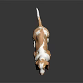Brown And White Basset Hound With Long Ears Sitting On Dark Background With Reflection