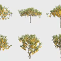 Arbor Trees Displaying Yellow Hanging Flowers In Multiple Varied Forms 3d model
