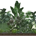 Lush Green Plant Arrangement With Large Tropical Leaves And Palm Varieties For Indoor Outdoor