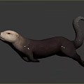 Brown Otter With Light Colored Head Moving On Simple Gray Background