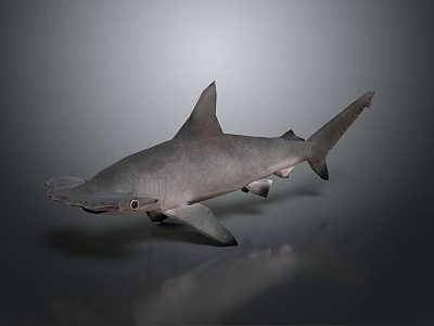 Detailed Hammerhead Shark 3D Model On Grey Background With Reflection 3d model