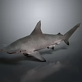 Detailed Hammerhead Shark 3D Model On Grey Background With Reflection