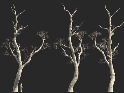 Tall Leafless Trees Against Black Background With Small Figure For Height Comparison 3d model