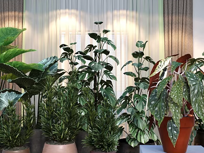 Different Types of Indoor Potted Plants With Green Leaves And Decorative Pots In Soft Light 3d model