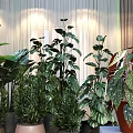Different Types of Indoor Potted Plants With Green Leaves And Decorative Pots In Soft Light