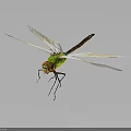 Green Dragonfly Flying With White Wings And Large Eyes Against Dark Background