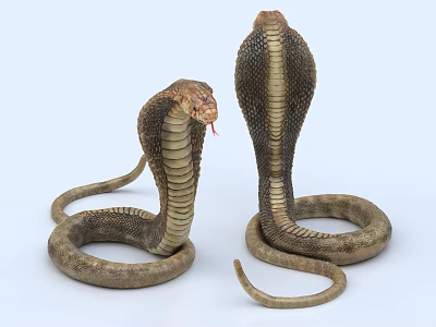 Reptile Cobras With Coiled Bodies And Scaled Skin Displaying Natural Reptilian Features 3d model