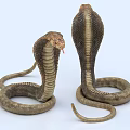 Reptile Cobras With Coiled Bodies And Scaled Skin Displaying Natural Reptilian Features