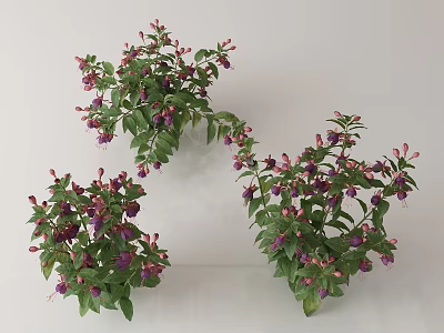 Fresh Vibrant Potted Flower Plants With Green Leaves And Purple Blooms 3d model