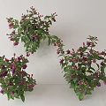 Fresh Vibrant Potted Flower Plants With Green Leaves And Purple Blooms