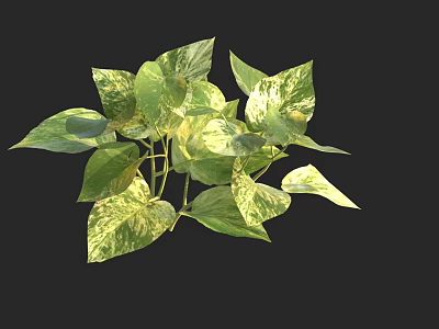 Variegated Pothos Plant With Green And Yellow Variegated Leaves Healthy Indoor Foliage 3d model