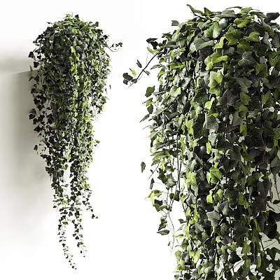 Lush Green Hanging Basket Plants With Cascading Leaves For Indoor Decoration 3d model